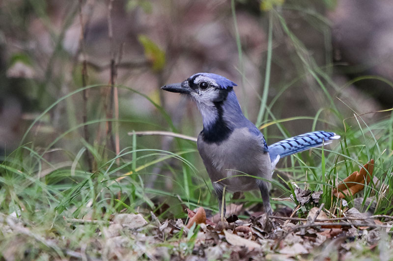 Blue Jay