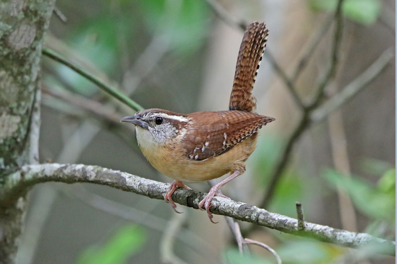 Carolina Wren