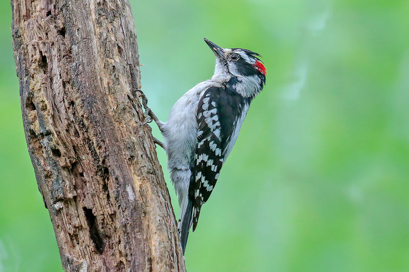 Downy Woodpecker