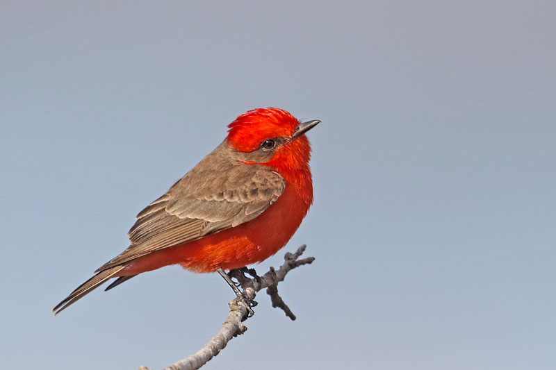 Vermilion Flycatcher