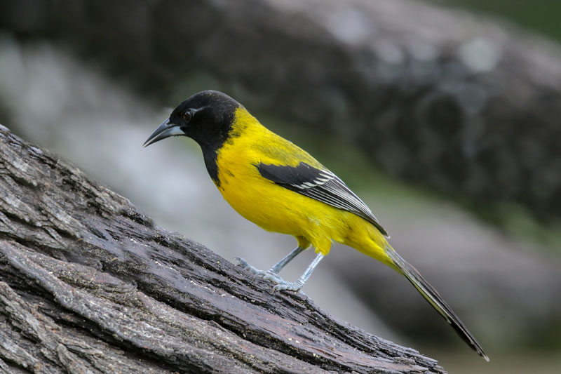 Auduban's Oriole