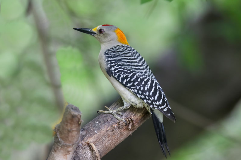 Golden-fronted Woodpecker