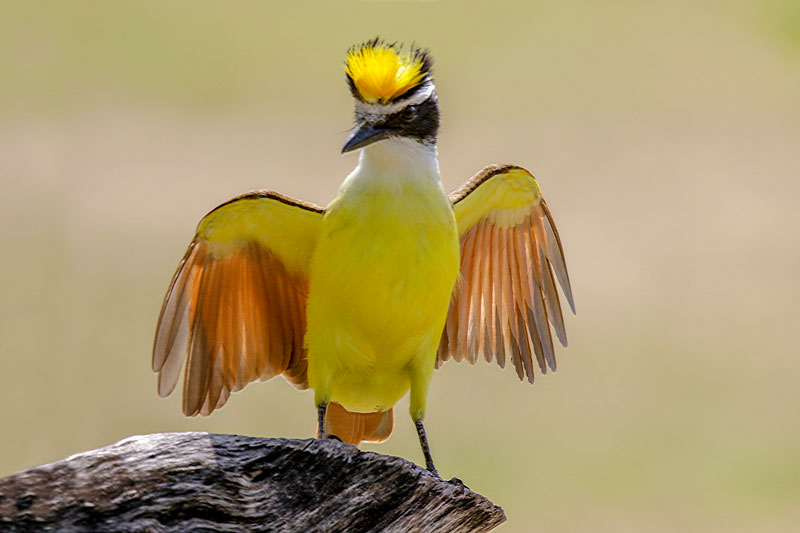 Great Kiskadee
