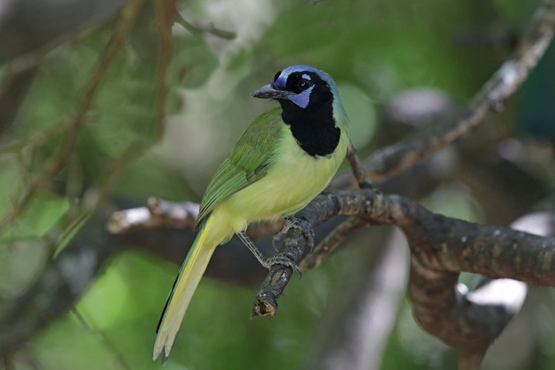 Green Jay