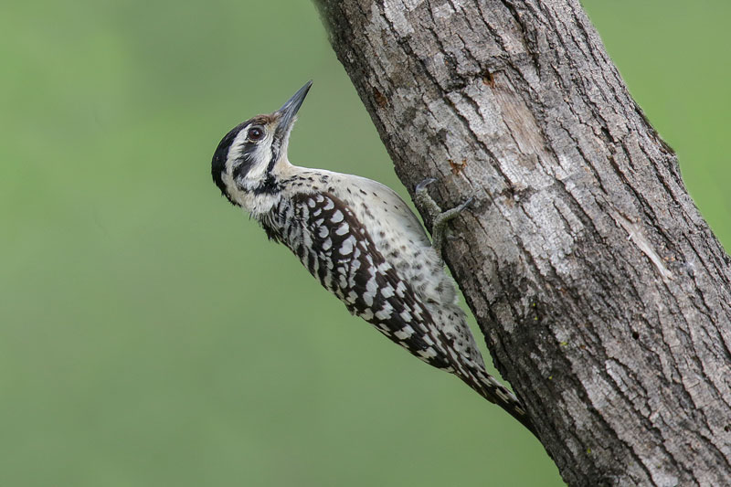 Ladder-backed Woodpecker