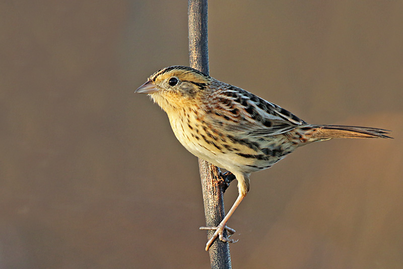 Le Conte's Sparrow