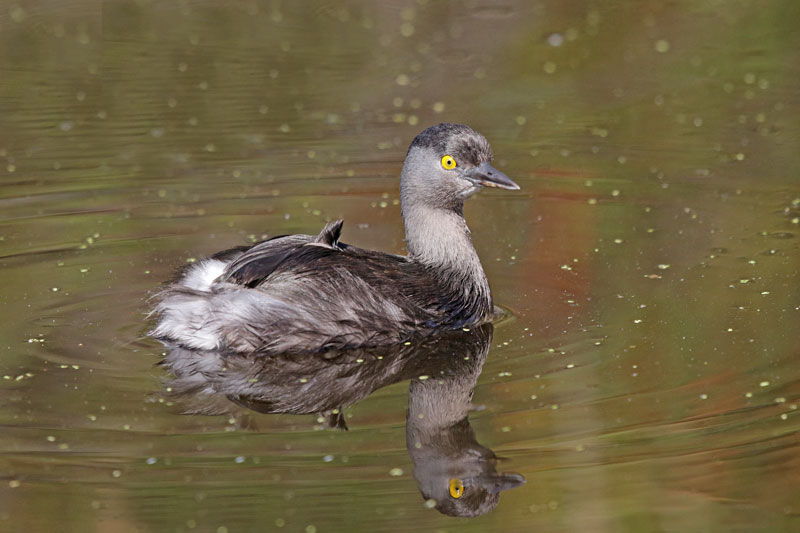 Least Grebe