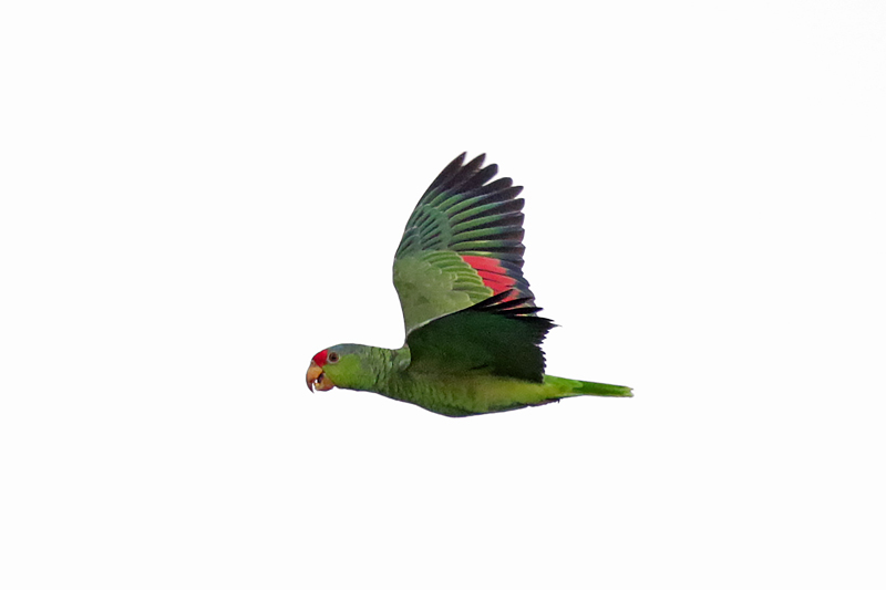 Lilac-crowned Parrot
