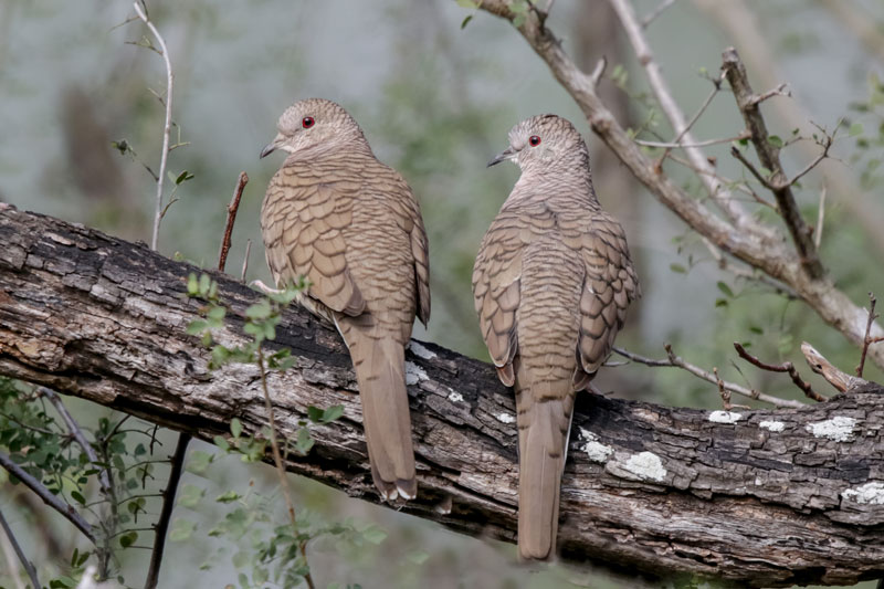 Inca Dove