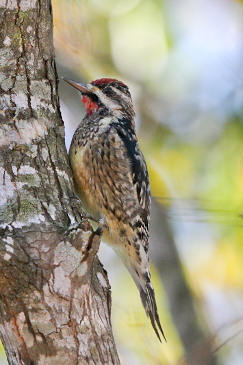 Yellow-bellied Sapsucker