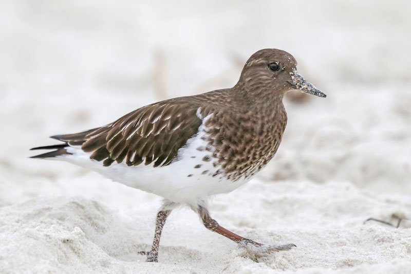 Black Turnstone