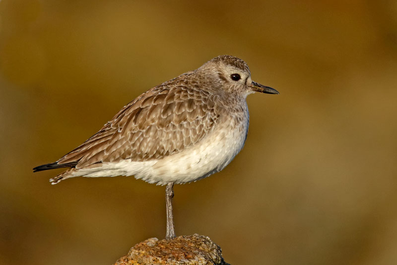Black-bellied Plover