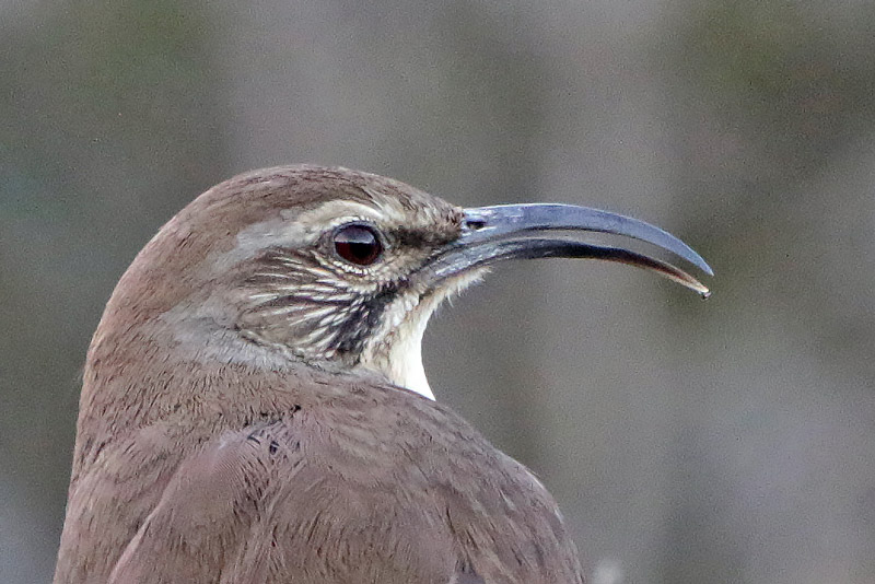 California Thrasher