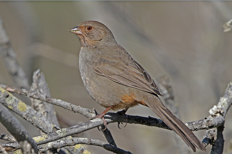 California Towhee