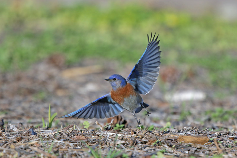Western Bluebird