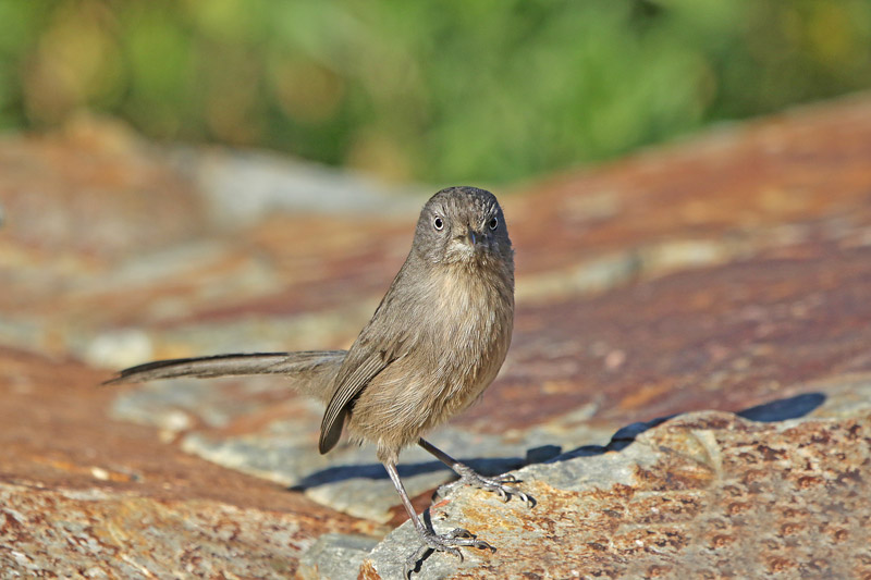 Wrentit