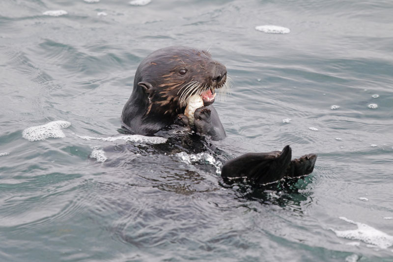 Sea Otter