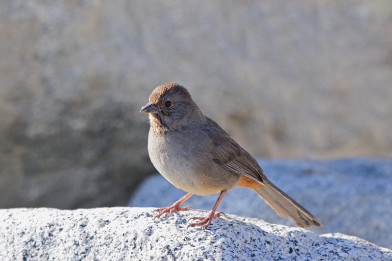 California Towhee