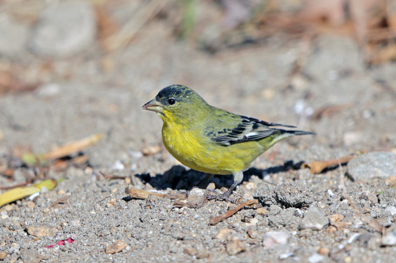 Lesser Goldfinch