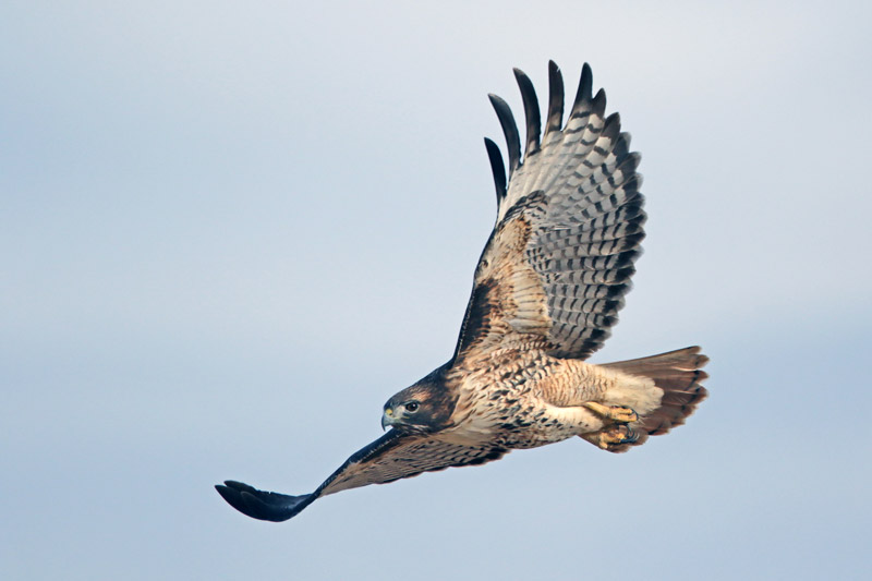 Red-tailed Hawk