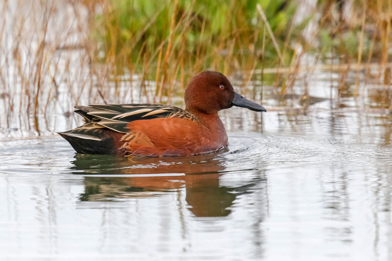 Cinnamon Teal