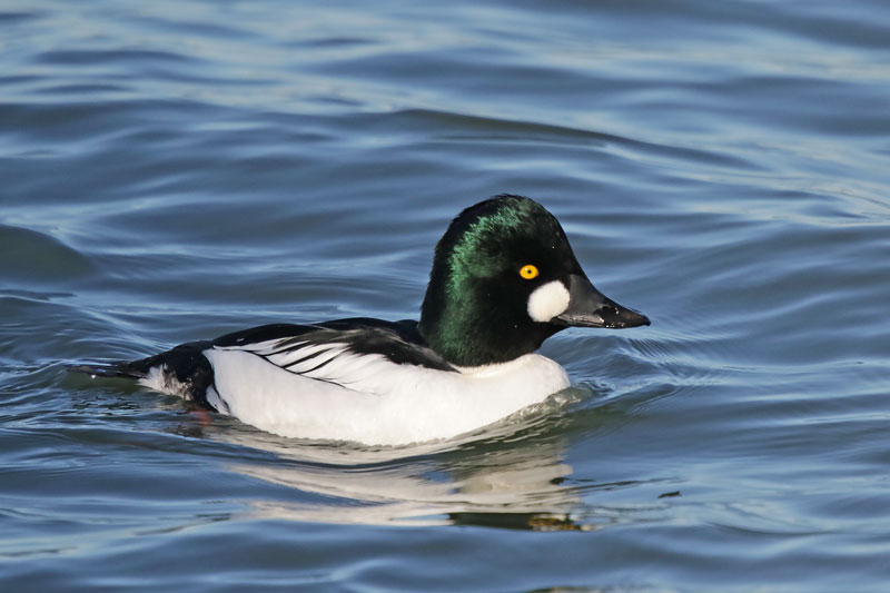 Common Goldeneye