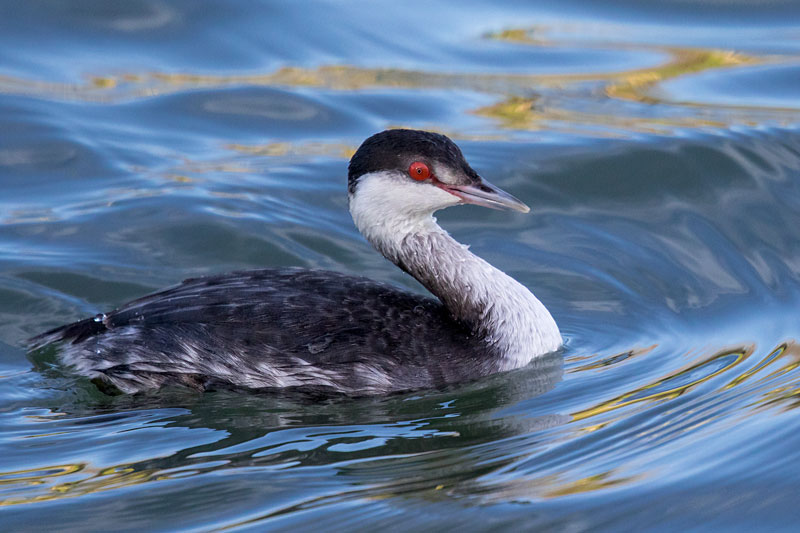 Horned Grebe