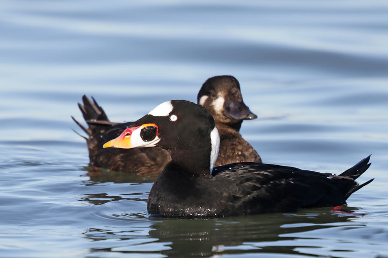 Surf Scoter