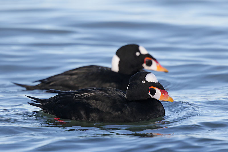 Surf Scoter