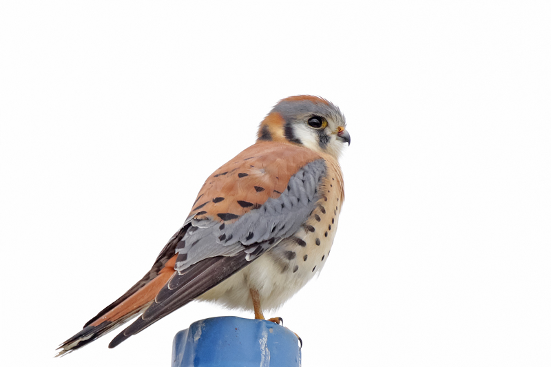 American Kestrel