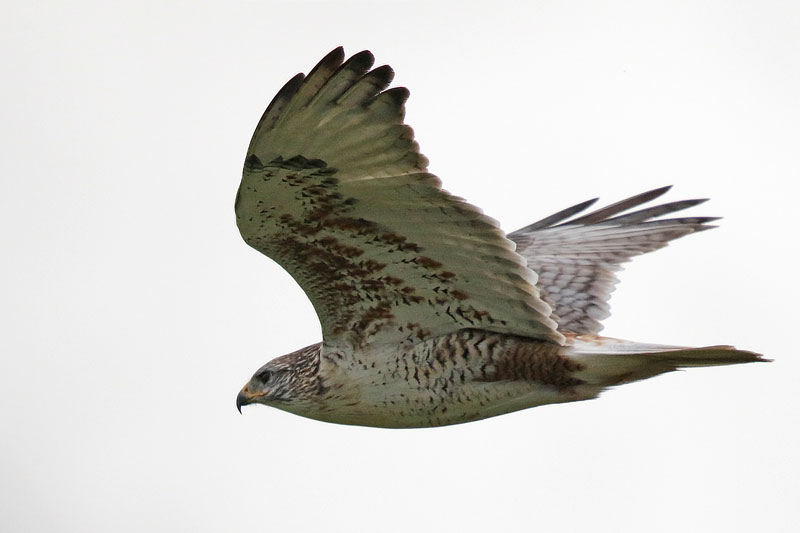 Ferruginous Hawk