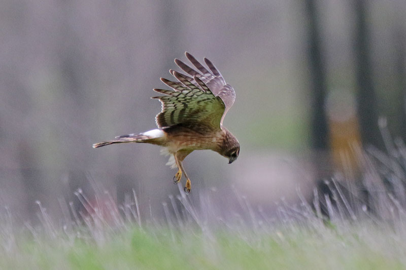 Northern Harrier