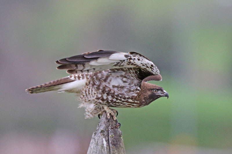 Red-tailed Hawk