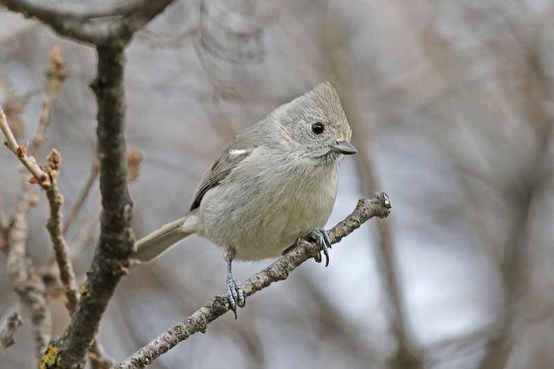 Oak Titmouse