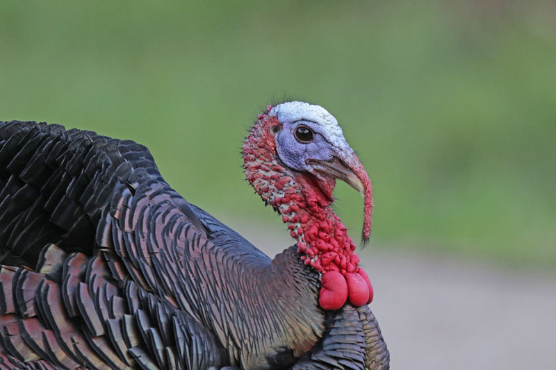 Wild Turkey