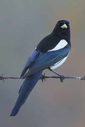 Yellow-billed Magpie