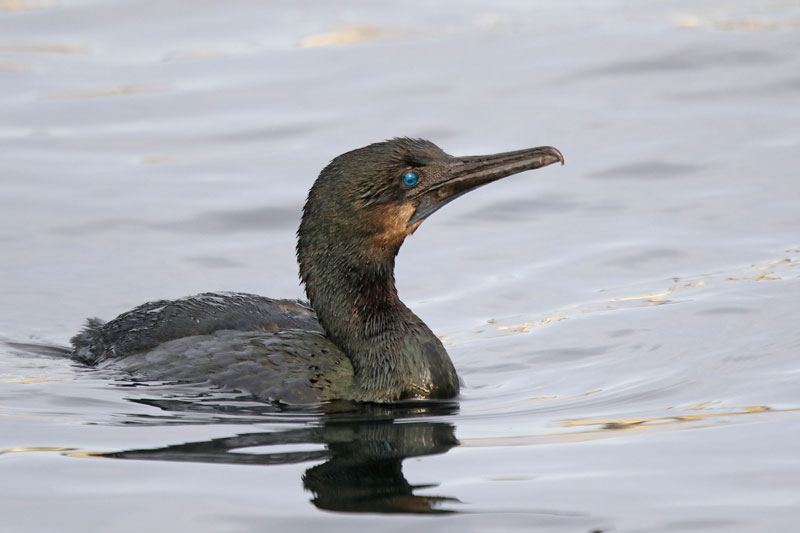 Brandt's Cormorant