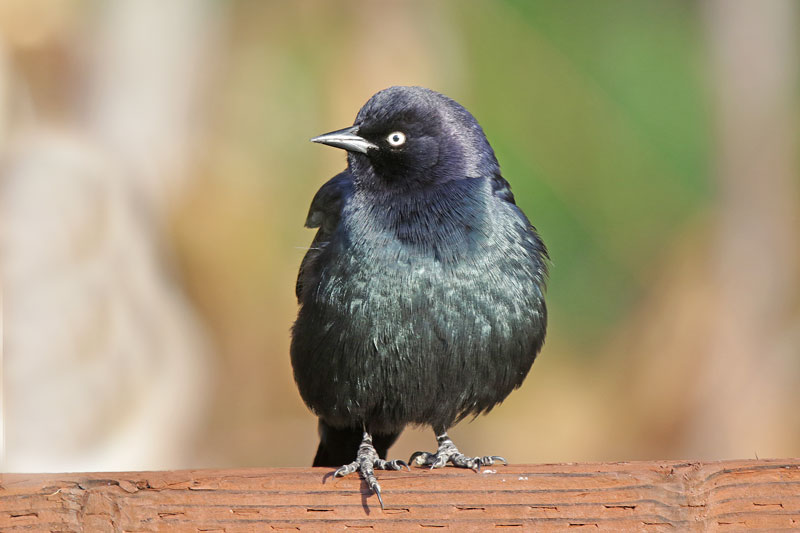 Brewer's Blackbird