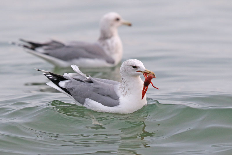 California Gull
