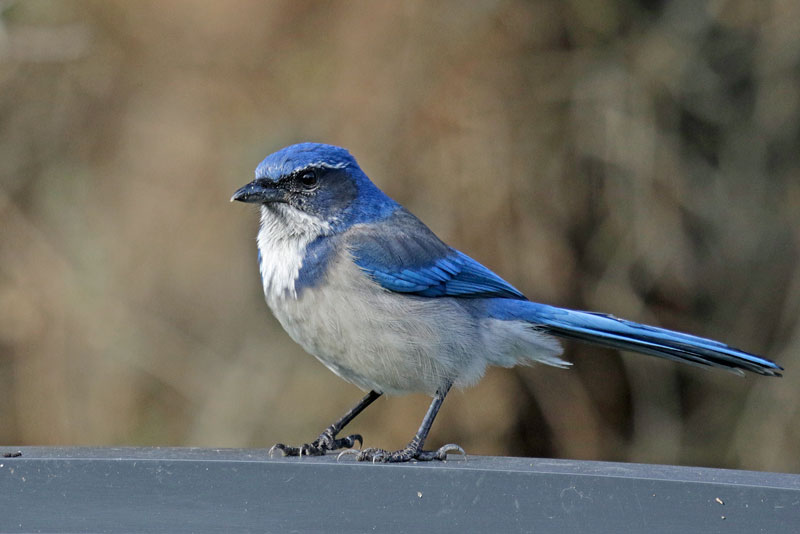 California Scrub-Jay