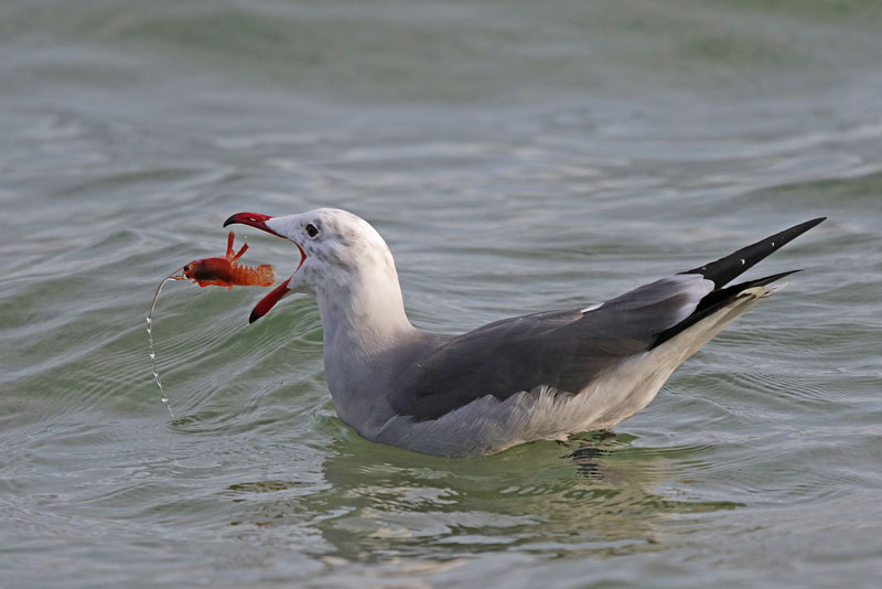 Heermann's Gull