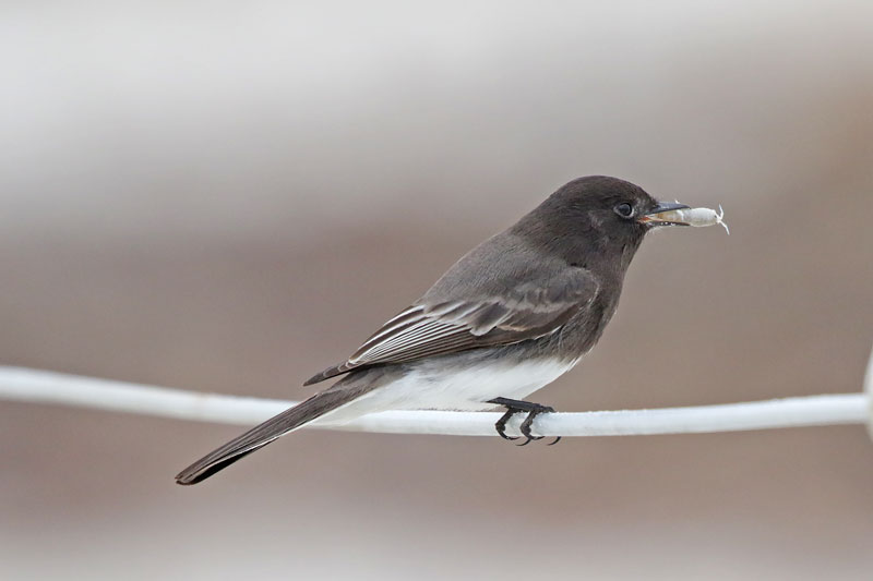 Black Phoebe