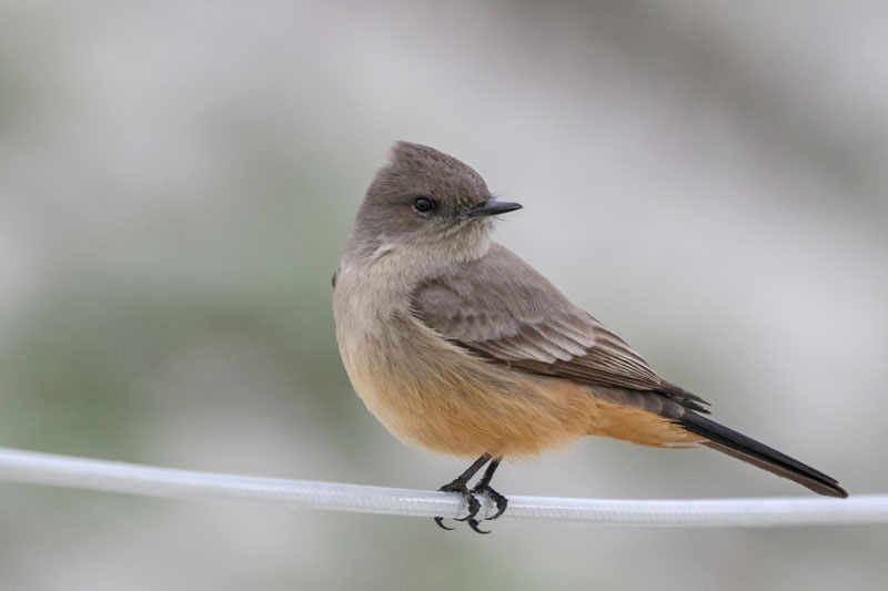 Say's Phoebe