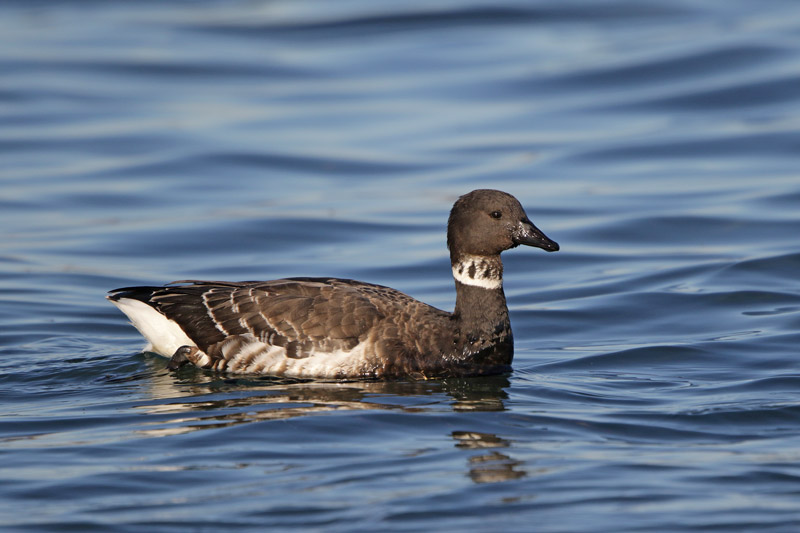 Brant