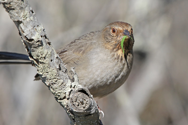 California Towhee