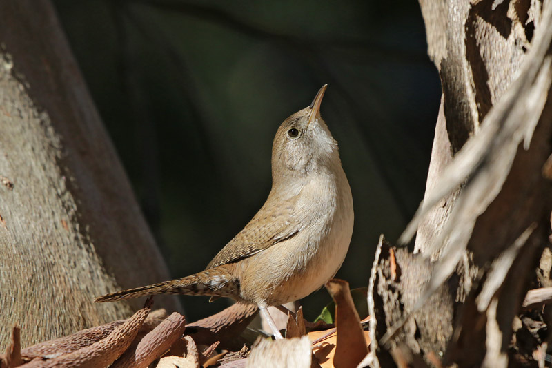 Northern House Wren