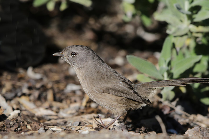 Wrentit