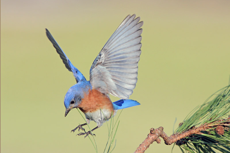 Eastern Bluebird