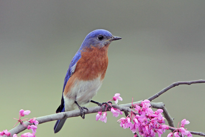 Eastern Bluebird