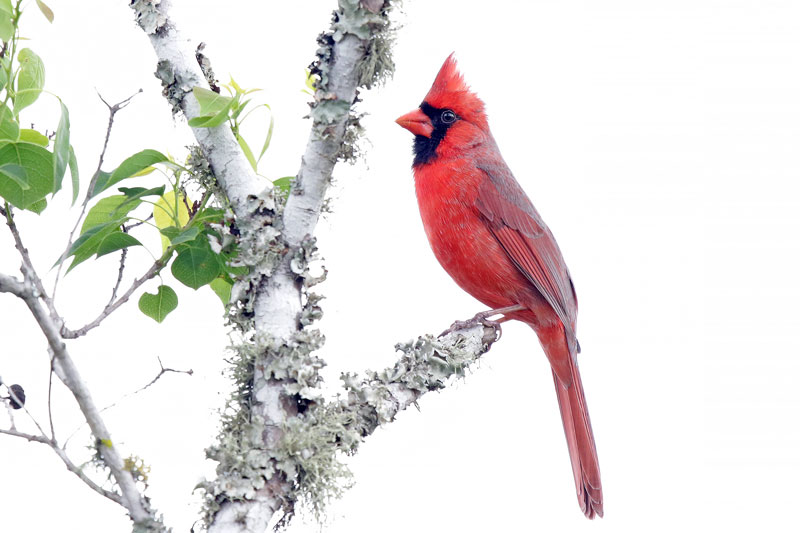 Northern Cardinal